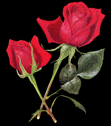 www_tvn_hu_4463bd635b69b0f92c666c06929ef9bb.gif